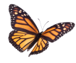 Biodiversity - Butterfly