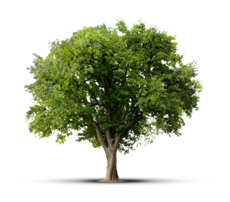 Communities - Tree
