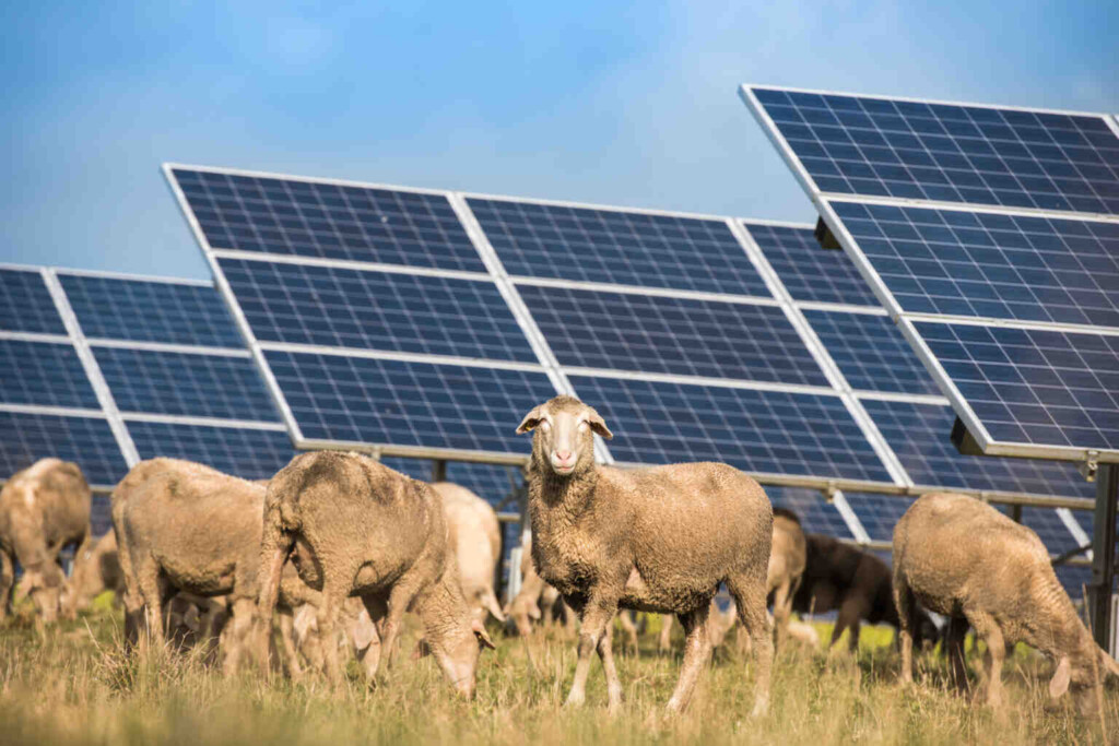 Herd of sheep grazes under an open space photovoltaic system