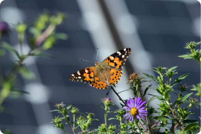 butterfly and wildflowers showcasing biodiversity at a solar project
